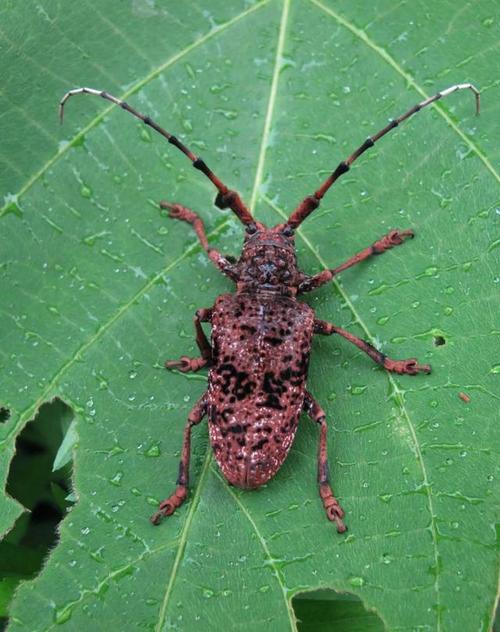 星天牛(天牛科),一种最为常见的天牛种类,幼虫时常危害桔树等果树,是