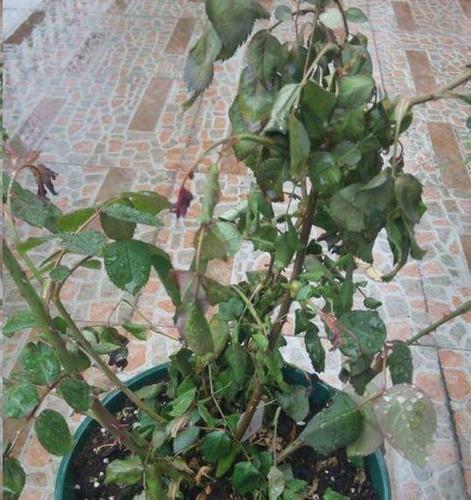 月季耷拉叶子别忽视,有可能是这2个大问题,先解决再