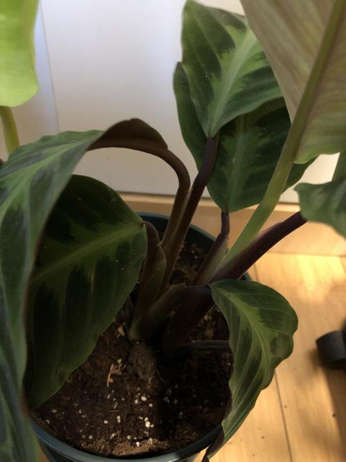 求助 天鹅绒竹芋叶子弯下去了