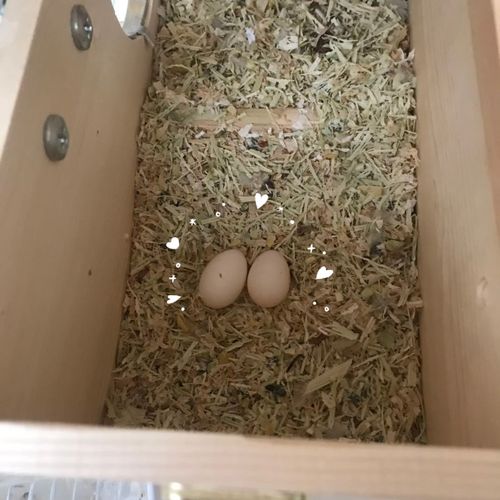 家里的牡丹鹦鹉下蛋04了_牡丹_牡丹鹦鹉_宠物_宠物