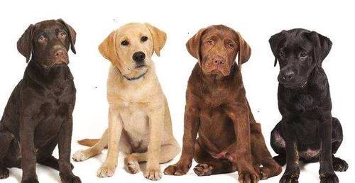 狗狗品种介绍图鉴6期拉布拉多
