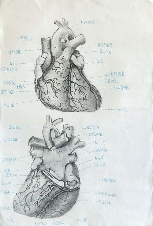 万云祝《心的外形与血管》