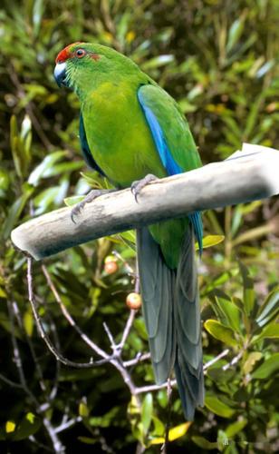 物种图册-红额长尾鹦鹉