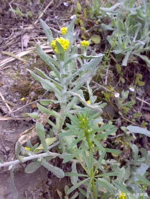 有一层白色绒毛的棉花草