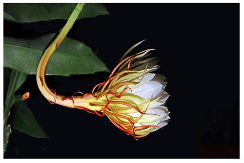 直至第二天早上全部凋谢,这就是"昙花一现"的真实过程吧