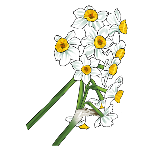 手绘唯美水仙花插画图片
