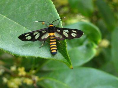 鹿蛾科             ) 鹿蛾科 ,ctenuchidae kirby, 1837,属于昆虫纲