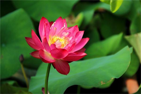 花园里的花不仅形态多姿,颜色也是包罗万象,有白色,绿色,黄色,光红色