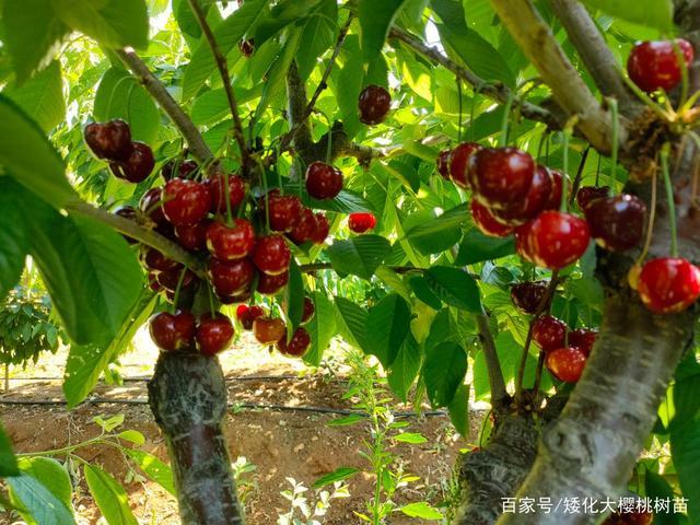 科迪亚大樱桃品种详解简介