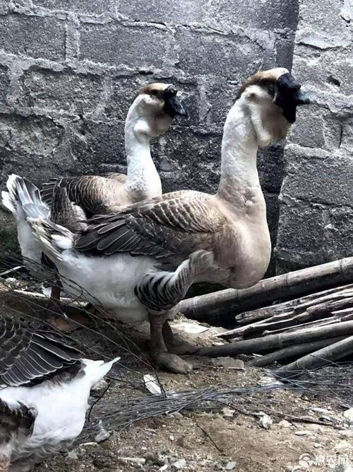 狮头鹅苗,汕头狮头鹅苗,杂交狮头鹅苗.