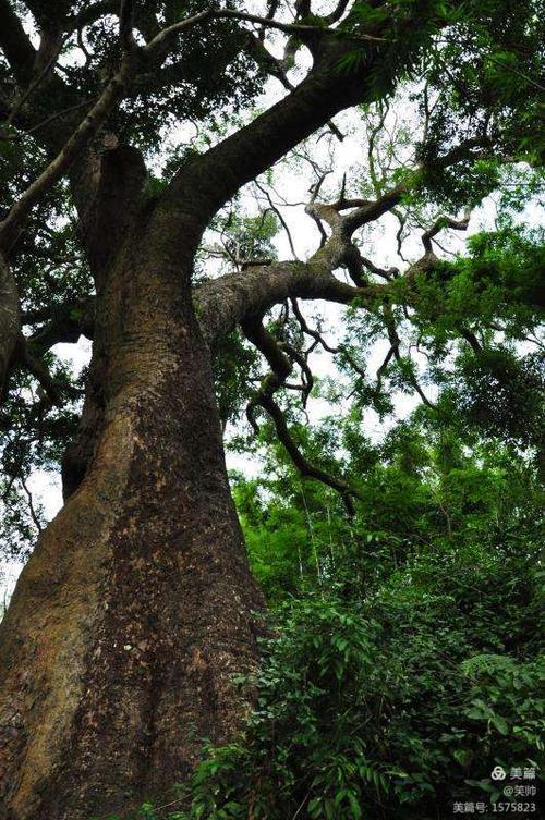 一棵大樟树的自述