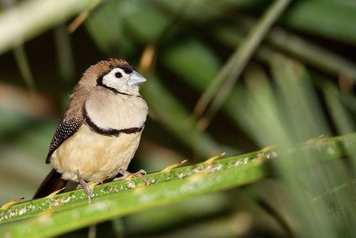 双斑草雀taeniopygia bichenovii雀形目梅花雀科斑胸草雀属
