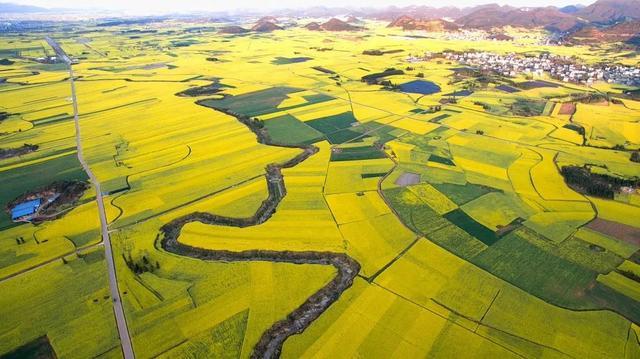 2022年罗平百万亩油菜花蓄势待发赶花热潮你准备好了吗