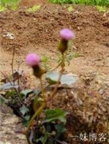 一点红花