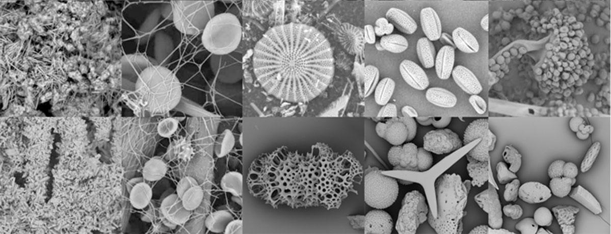 蔡司电镜-蔡司电子显微镜-蔡司扫描电镜