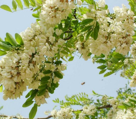 王艳红【散文】五月槐花香