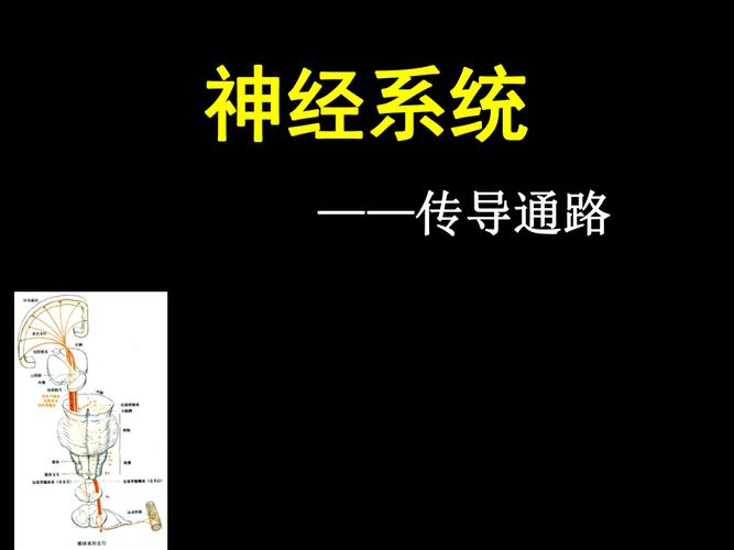 人体解剖学:神经系统-传导通路