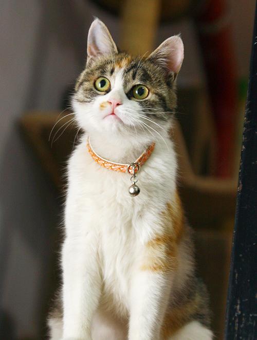 【可爱猫咪找领养】土猫场所的三八红旗手——哈蒂娜【已领养】