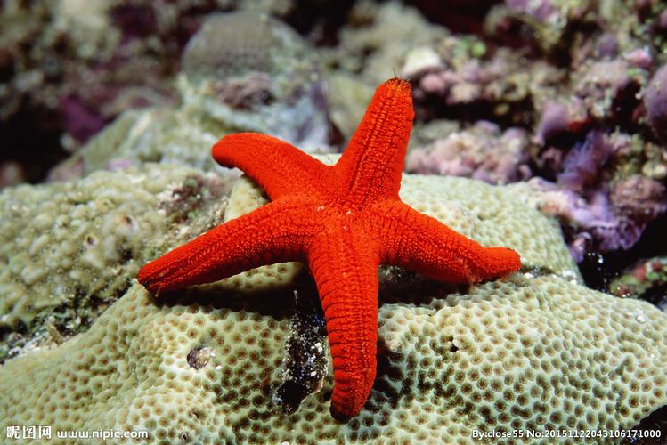 海底世界 海星图片