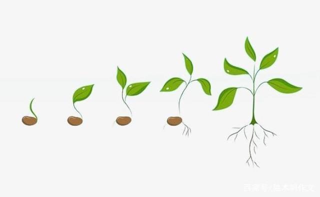 前几天,我从学校带回了三粒绿豆,我最喜欢种植物了,我相信自己可以种