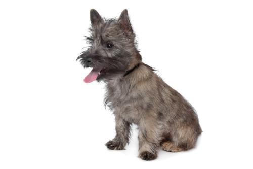 【官方保障】犬舍繁殖精品凯恩梗幼犬出售 2000