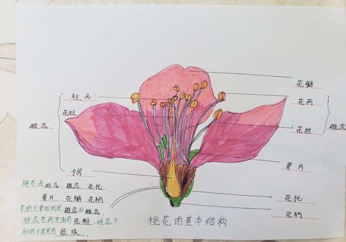桃花基本结构