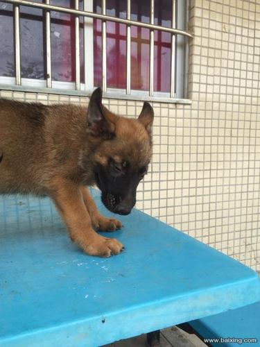 公马犬和母德国牧羊犬配的