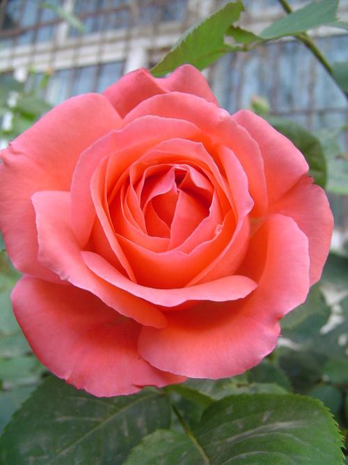 抢先开放娇艳无比的月季花2--月季花系列(二)