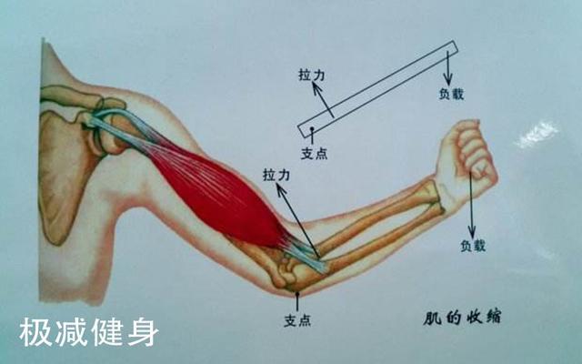 你做俯卧撑时会将肘关节伸直吗?为何伸直肘关节就是在作死