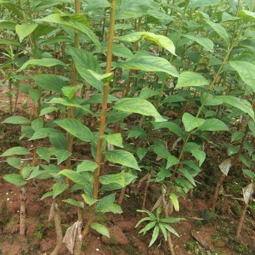 黄金奈李子树苗当年结果脆李南方种植嫁接李子苗北方种植果树苗