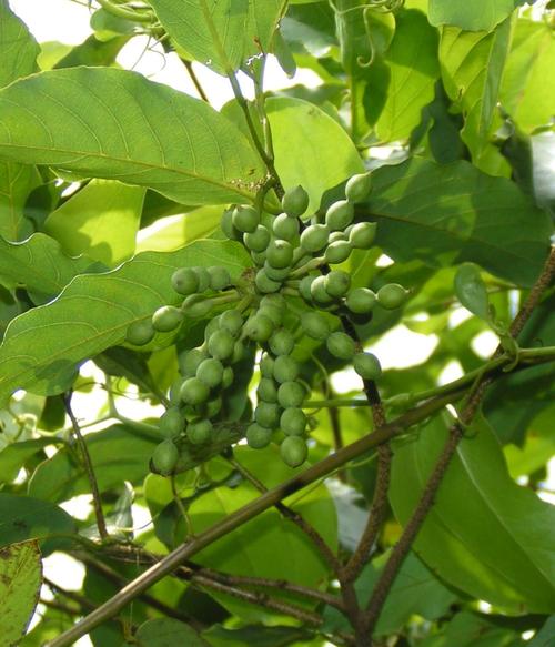 花型奇特,芳香四溢的假鹰爪(一串珠)