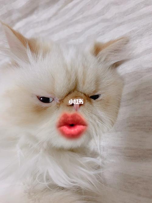 我就半夜发神经_搞笑_猫咪_猫咪搞笑_宠物_猫