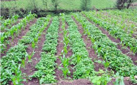 玉米间种红薯的高产栽培技术