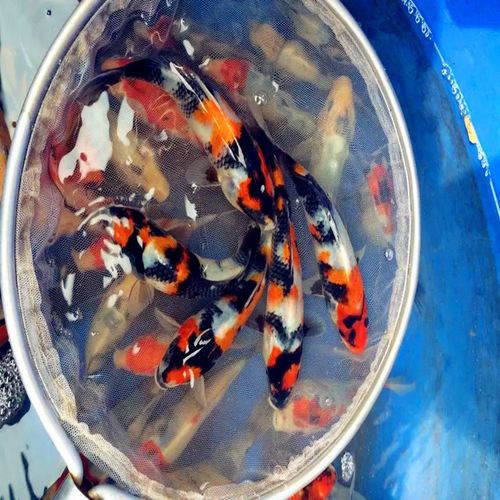 昭和锦鲤,昭和三色锦鲤,纯种昭和三色锦鲤鱼苗活体批发