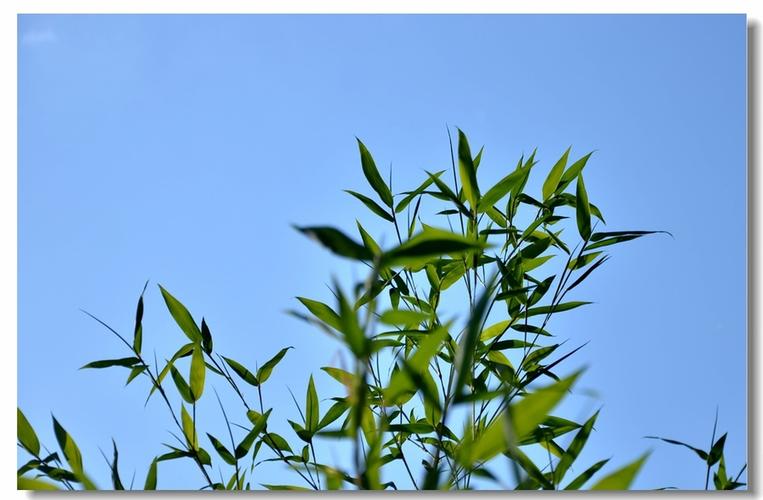 【好看的叶子】之五 竹叶青