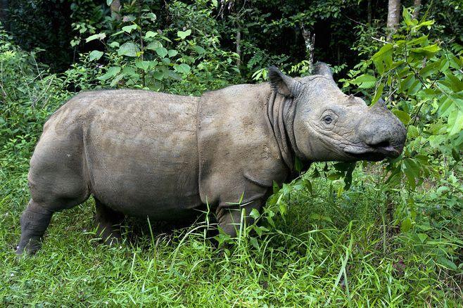 苏门答腊犀牛