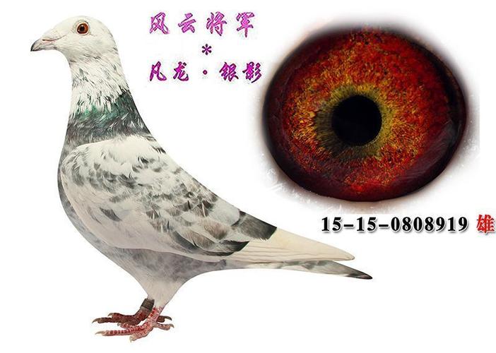 凡龙·银影 保证金级 拍卖