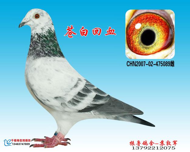 苍白骑士-振鲁鸽舍-中信网爱鸽商城