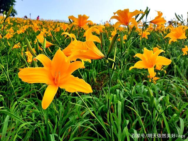 金针花海,非常漂亮.