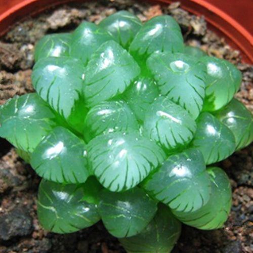 多肉植物【水晶透窗玉露】居家净化空气组盆爆款花卉盆栽_7折现价16.