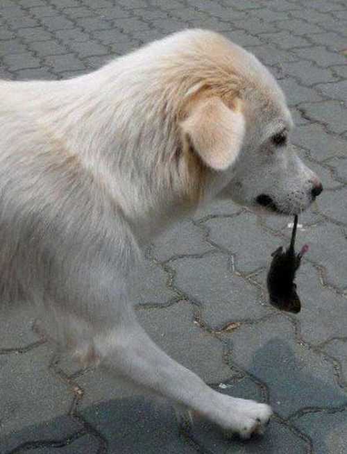 狗拿耗子是否表明狗精分了,有了猫的猫格?