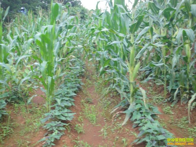 玉米怎套种红薯:红薯玉米套种技术要点