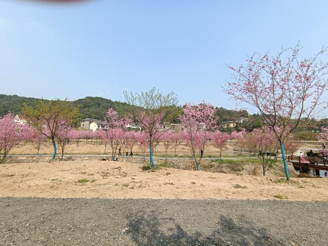 醉美湘潭七星村200亩樱花争相怒放