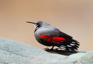 北京-红翅旋壁雀:繁殖期雄鸟(脸及喉黑色,2月,北京)