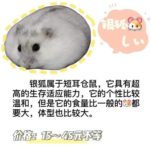 你认识你的仓鼠91崽zǎi吗?