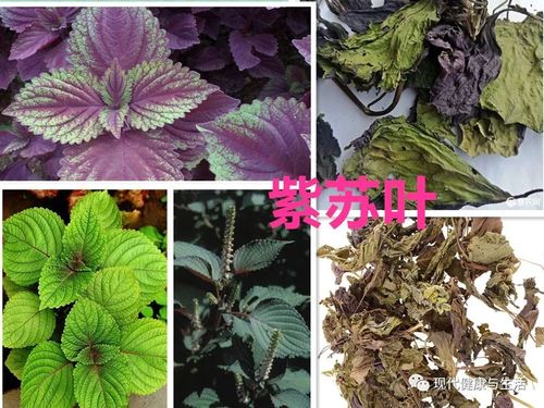 中医中药,紫苏叶的功效及应用