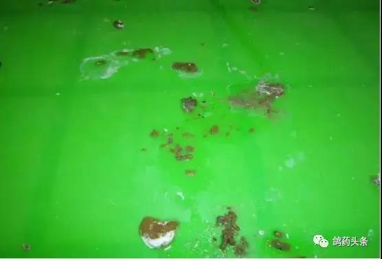 毛滴虫球虫引起的小节絮状粪便