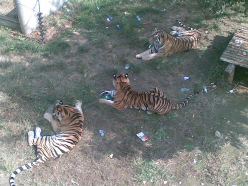 石家庄动物园小景|大话辛集 - 辛集社区 - 辛集聊天室