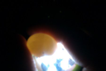 牡丹鹦鹉蛋要怎样才可以孵