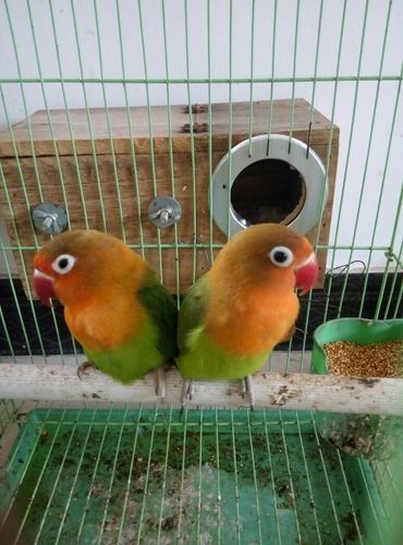 又买了对牡丹鹦鹉,分不清公母,帮我看一下,哪个是公的